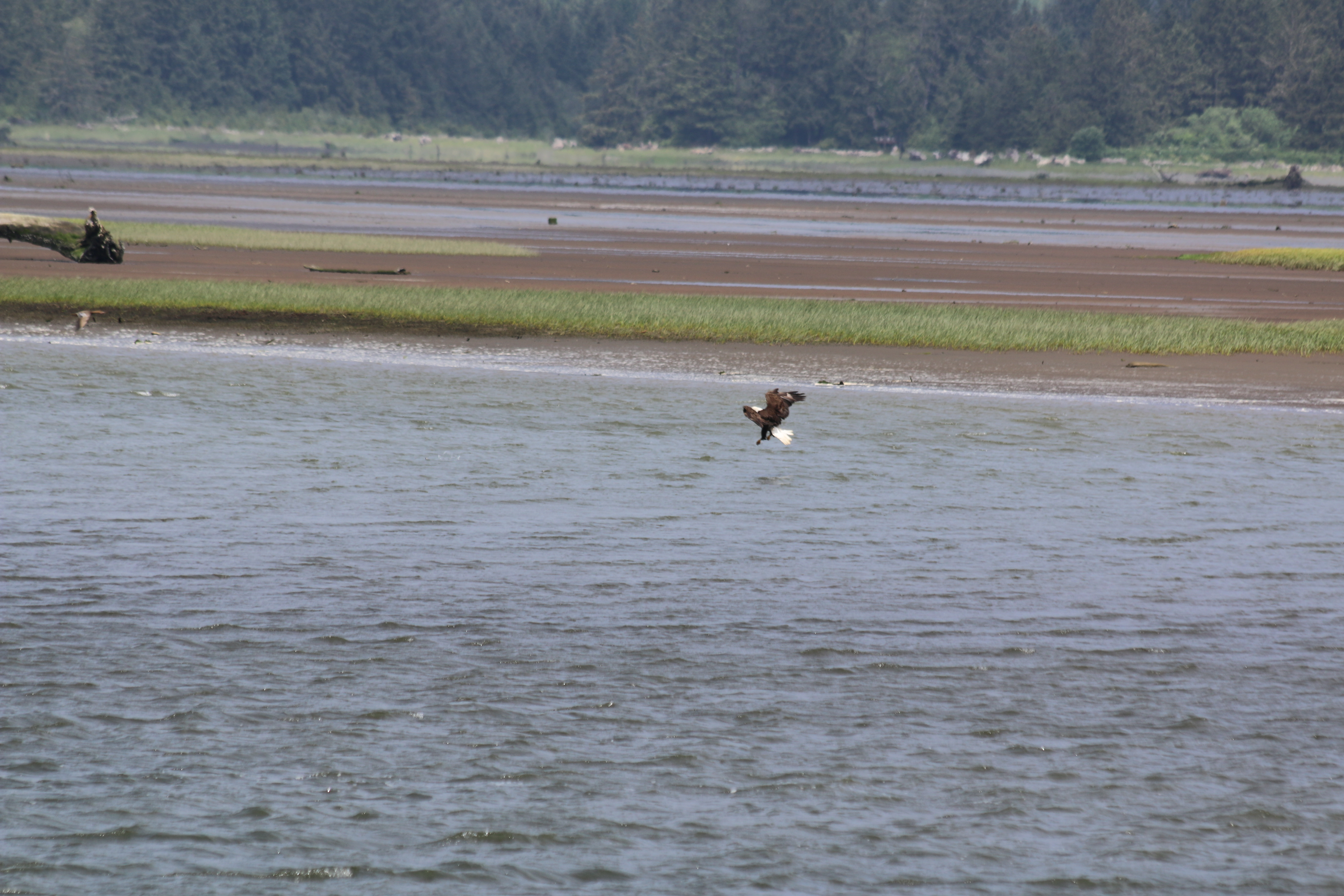 A bald eagle about to strike at a fish.