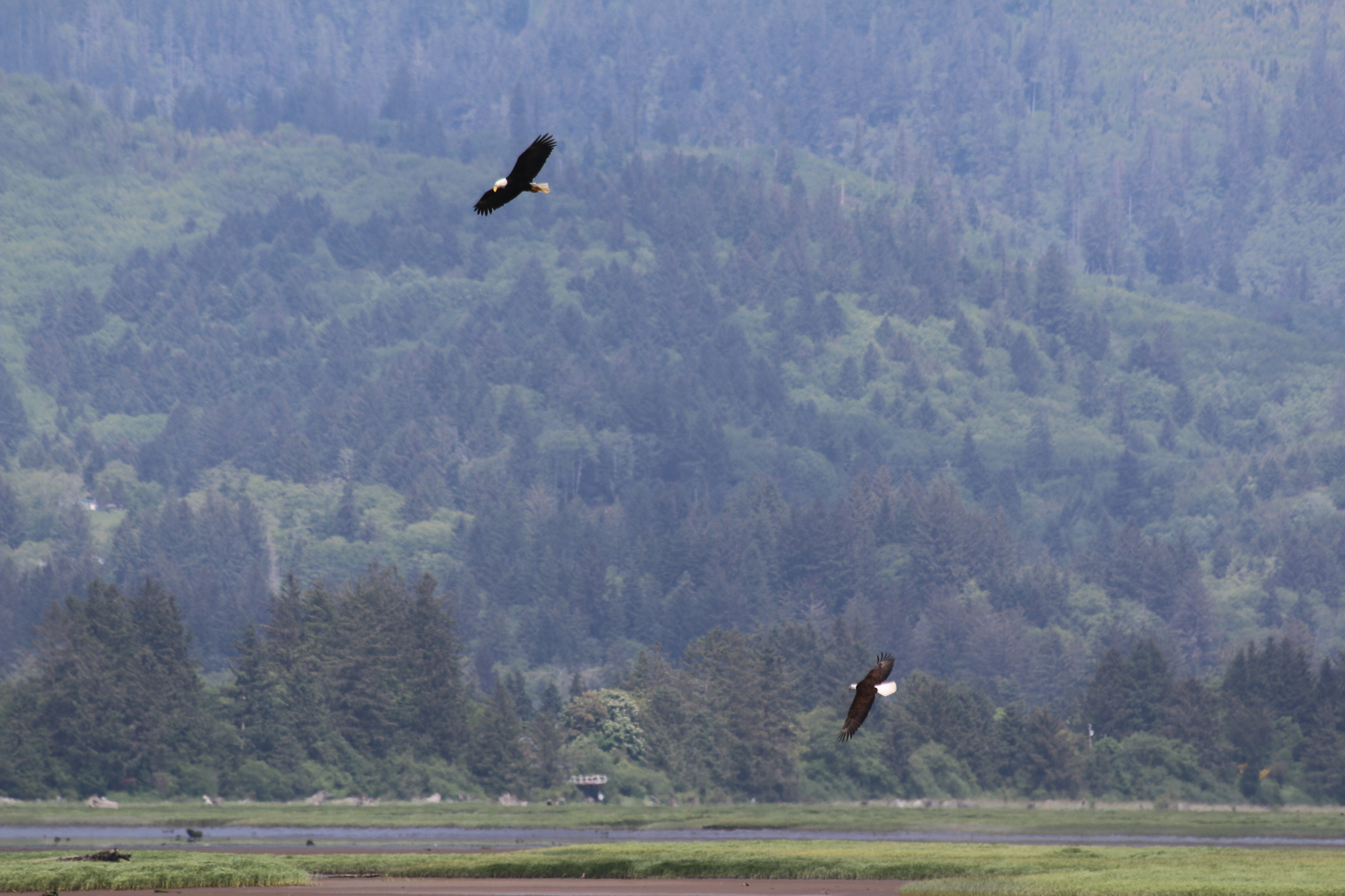 Two bald eagles soaring