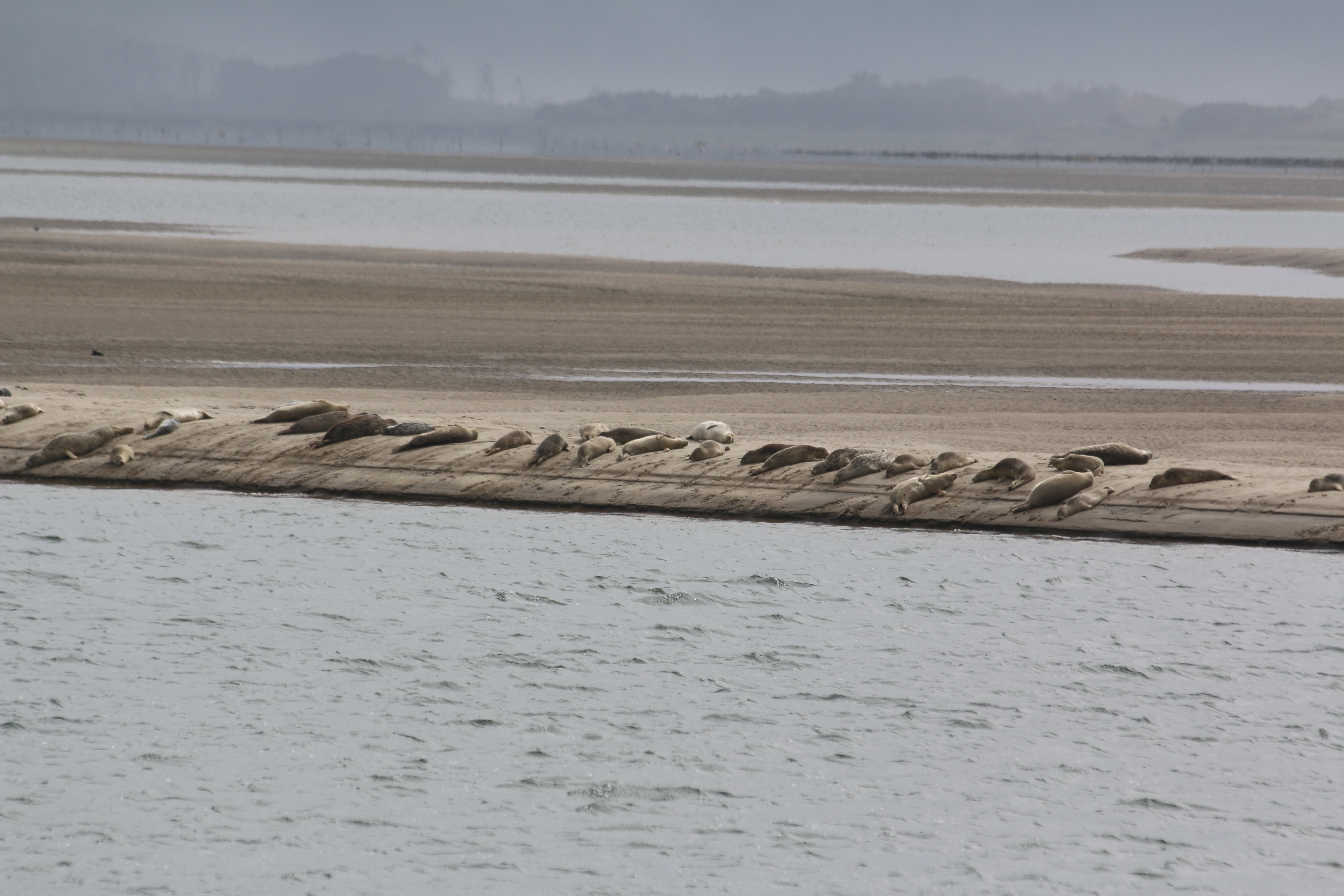 Harbor seals basking on a sand bar.