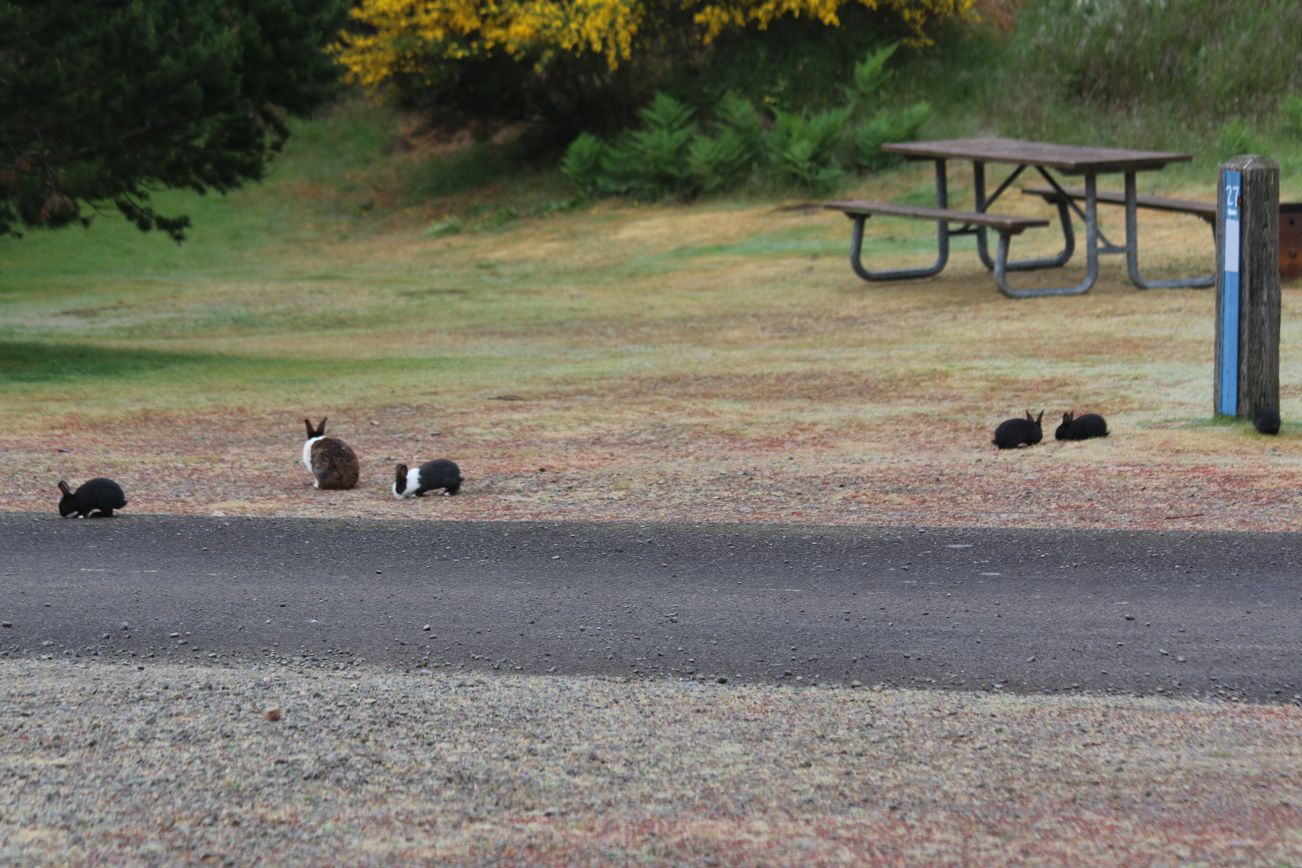 A momma bunny and a bunch of baby bunnies wandering the campground