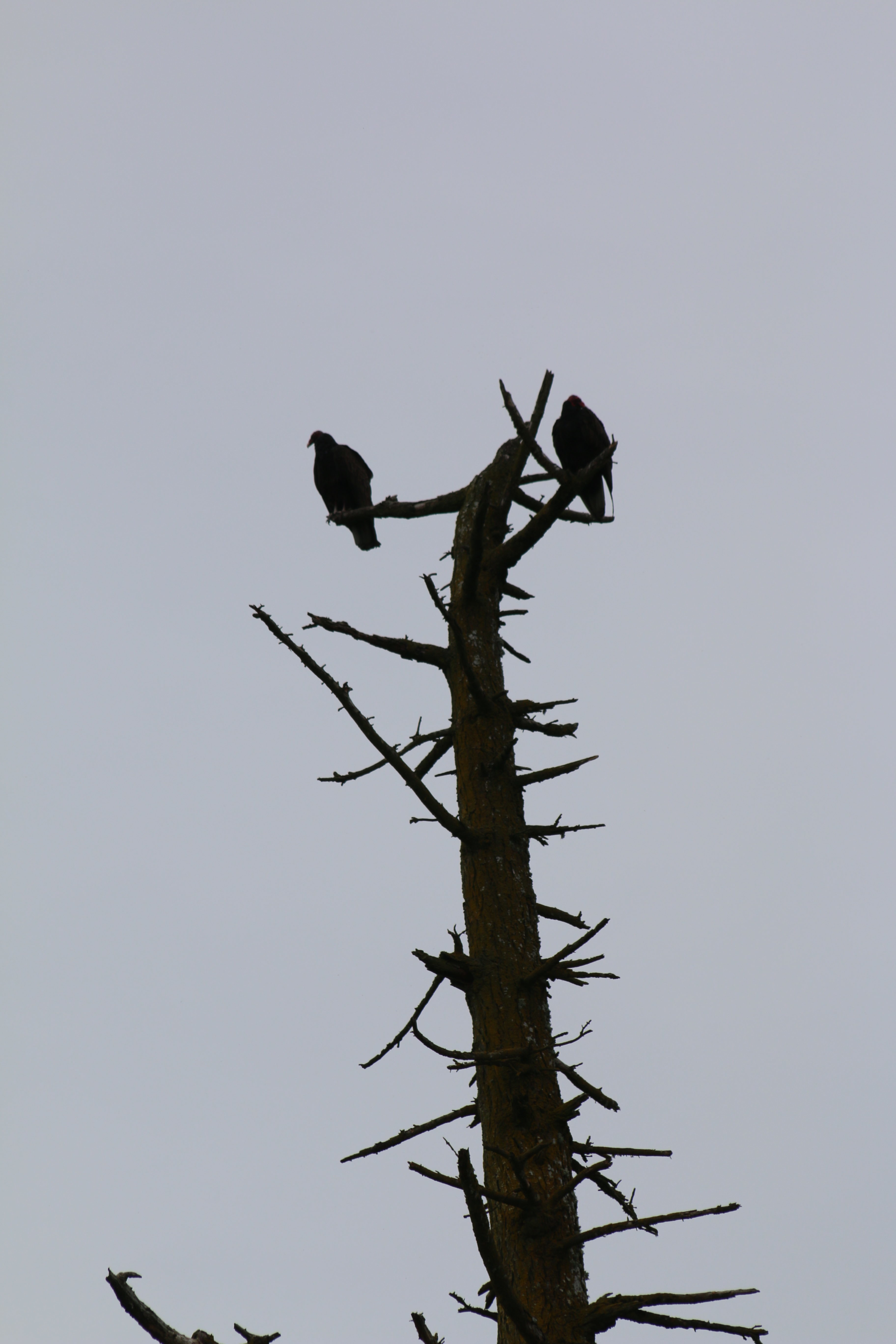 Two vultures perched atop a dead tree