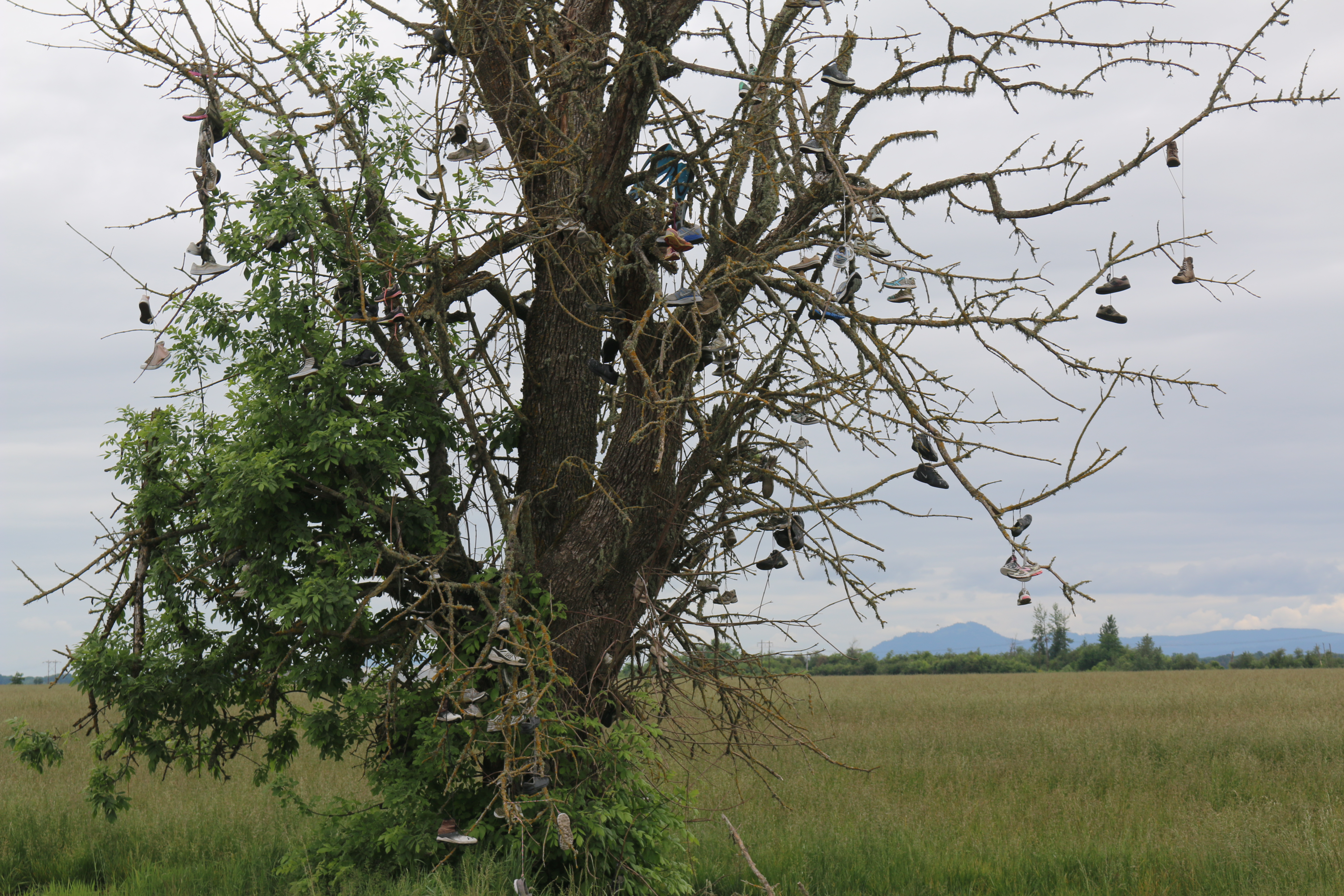 A tree decorated with dozens of pairs of shoes