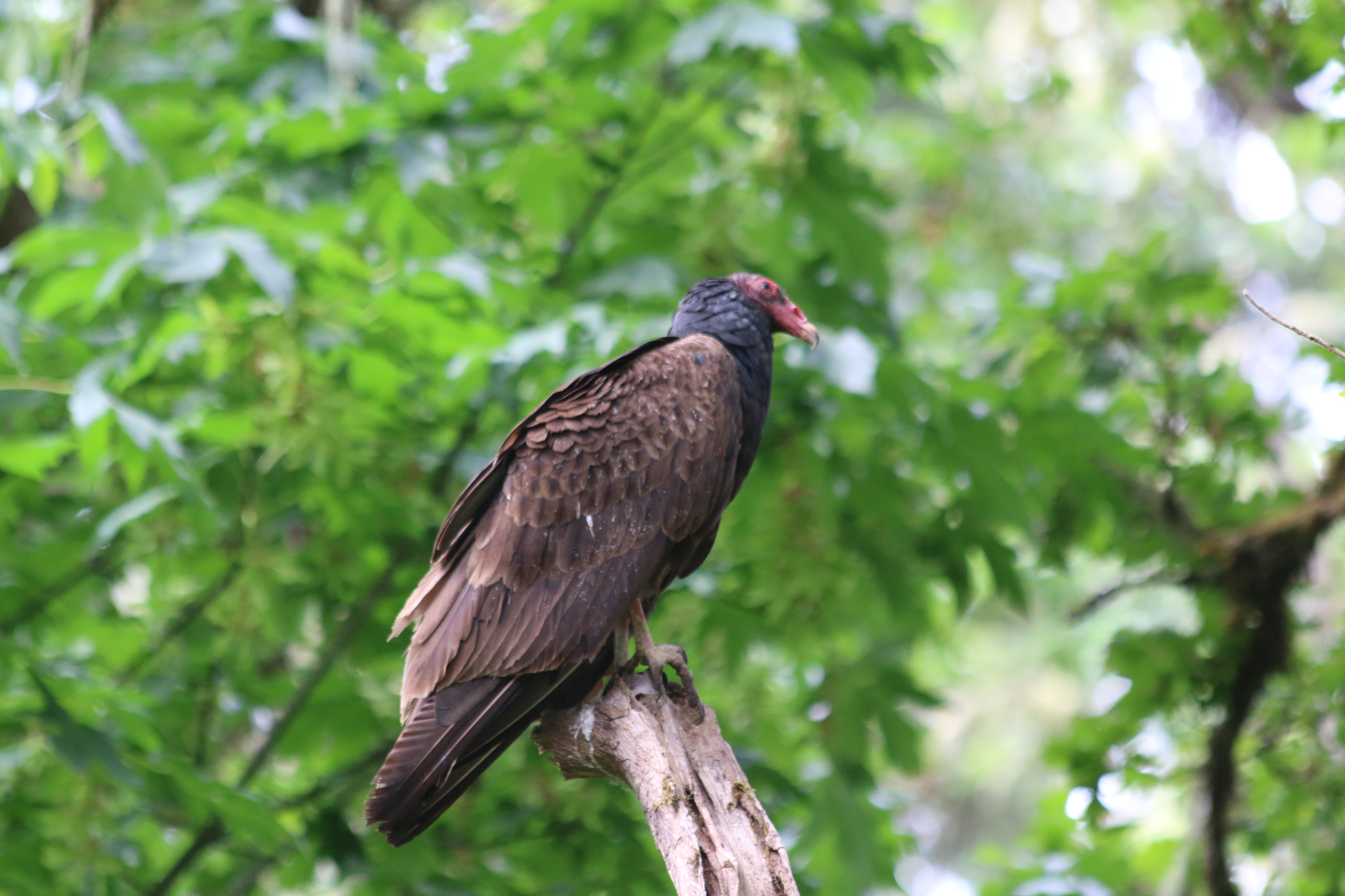A vulture perched on a dead branch.