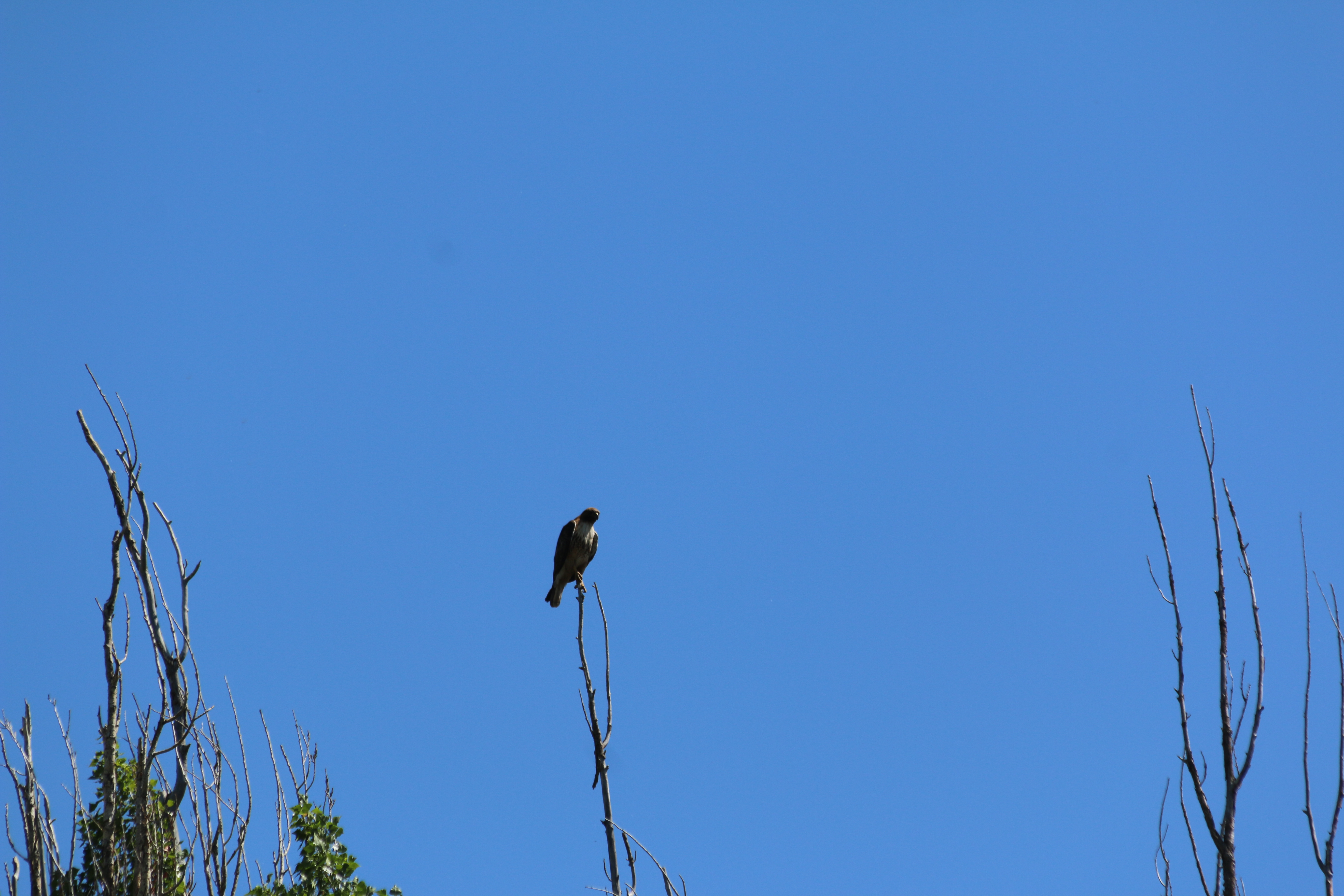 A raptor perched on top of a dead tree.